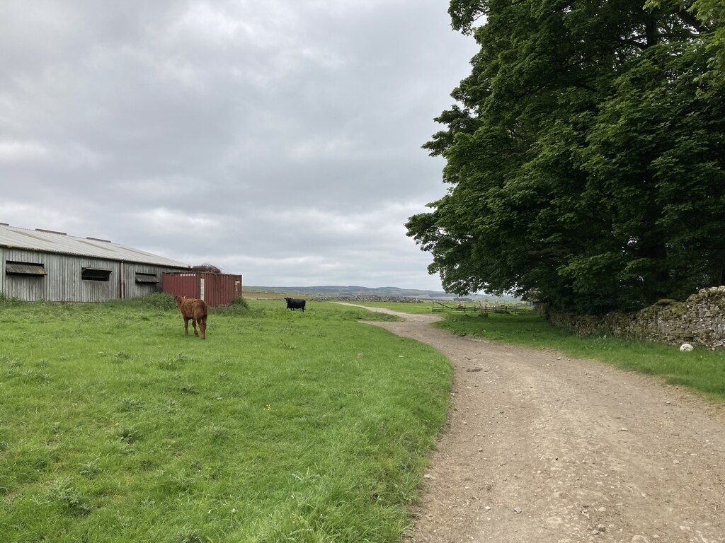 cattle-and-farm-buildings-by-a-track-on-chris-holifield-cc-by-sa-2