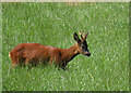 NJ2740 : Roe Deer by Anne Burgess