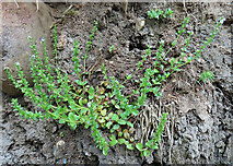 NJ2754 : Thyme-leaved Speedwell (Veronica serpyllifolia) by Anne Burgess