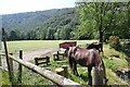 Rustic scene in Cwm Rheidol