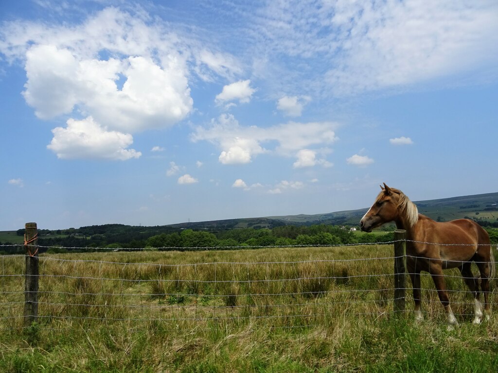 horse-by-a-fence-phil-and-juliette-platt-cc-by-sa-2-0-geograph