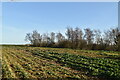 North Downs farmland