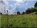 Buttercups near Easthams Coppice