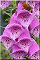 Foxglove flowers