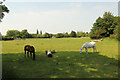 Willow Tree Farm paddock