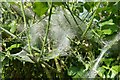 SO6944 : Ermine moth web by Philip Halling