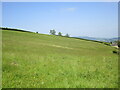 Grass field near Green Farm