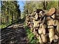 Timber stacks in Northway Wood