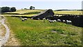 Sheep beside wall and barn on SW side of New House Lane