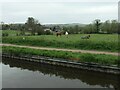 Canalside paddock, Barlaston