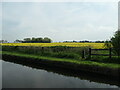 Oilseed rape in flower, near Brewood Park Farm