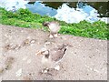SE1538 : Greylag Geese, Leeds & Liverpool Canal, Shipley by Stephen Armstrong