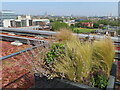 245 Hammersmith Road roof garden, view N to NW