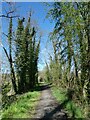 SN6375 : NCN81 with ivy-covered trees by David Smith