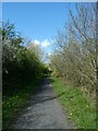 SN6175 : NCN81 in woodland by David Smith