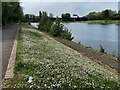 Daisies, Salford Park, Birmingham