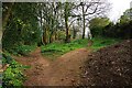 Fork in footpath in woods, Bewdley, Worcs