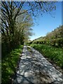 Cycle route (NCN81) near Tynrhelyg towards Llanfarian