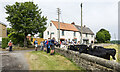 Houses, walkers and cattle at Dene View