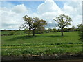 Field trees and their shadows, near the Lees