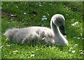 A cygnet in  Flood Lane, Faversham