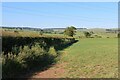 Field boundary hedge at North Allerton