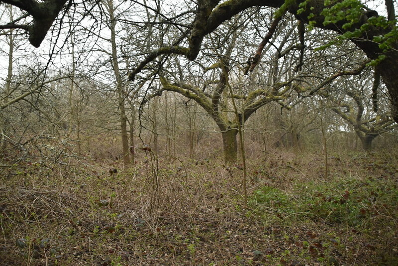 four-acre-wood-n-chadwick-cc-by-sa-2-0-geograph-britain-and-ireland