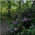 Rhododendron growing in Wainbody Wood