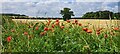 TM4259 : Poppies in the verge by the A1094 by Christopher Hilton