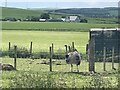 An Ostrich in a field