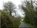 Overhanging trees south of Tan-y-cwarel