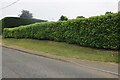 Decorative hedges on Dunstable Road, Tilsworth