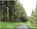 Road through forest at Pant yr Haidd