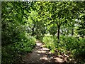 Path and woodland at the Baxter College sports ground