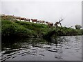 NO1119 : Simmental cattle, Hilton by Richard Webb