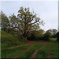 SP3484 : Oak tree, Ash Green by A J Paxton