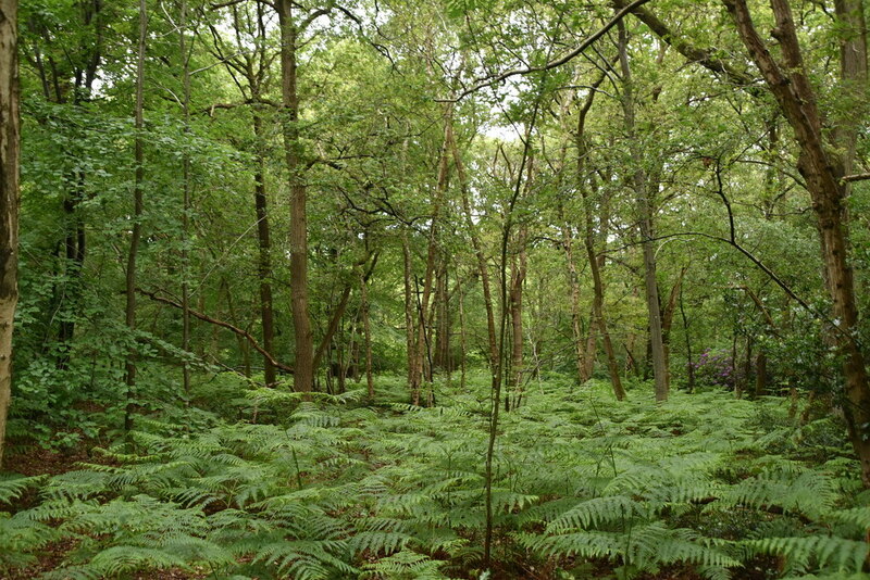 Dorney Wood © N Chadwick cc-by-sa/2.0 :: Geograph Britain and Ireland