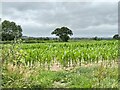 Field of maize