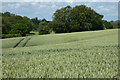 Farmland, East Meon