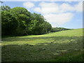 Grassland and woodland near Wilden