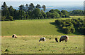 Pasture, East Meon