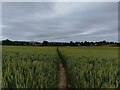 Footpath towards Childrey