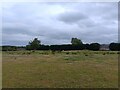 Horses at Westcot Farm