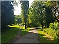 Divergent paths, Arrow Valley Country Park, Redditch, Worcestershire