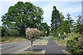 Trees & Bushes, Frog Grove Lane