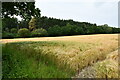 Fulmodeston: Barley crop