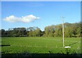 Grazing near Finstock Station