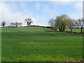 Undulating crop field, Little Compton