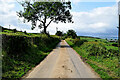 Tree along Magheralough Road