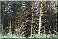 NN2905 : Ardgartan Forest by N Chadwick